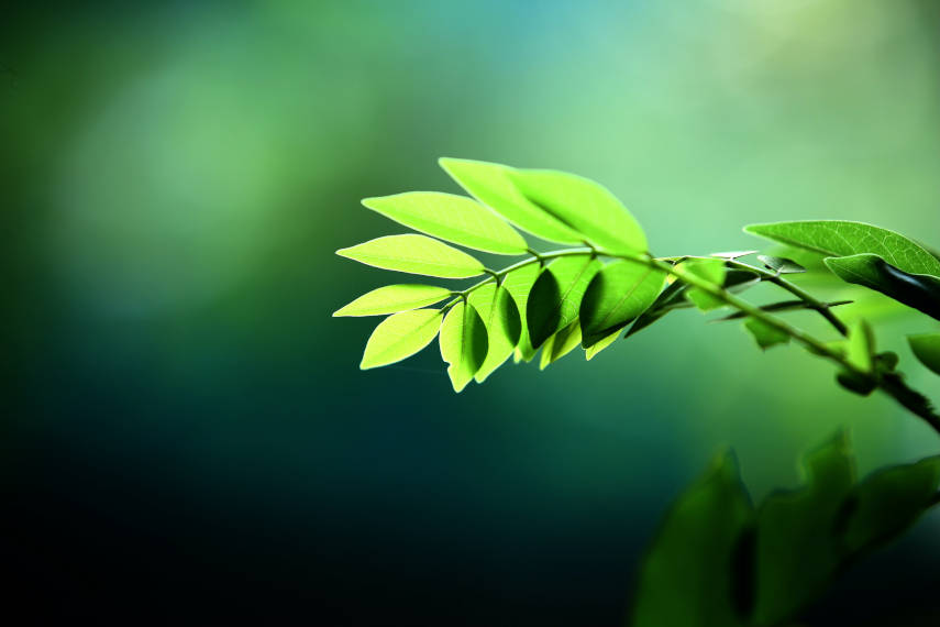 An image showing a branch with green leaves in the sun portraying the process of investing